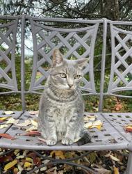 Lost Female Cat last seen 38th Street on Williamsburg Trail, Lincoln, NE 68516
