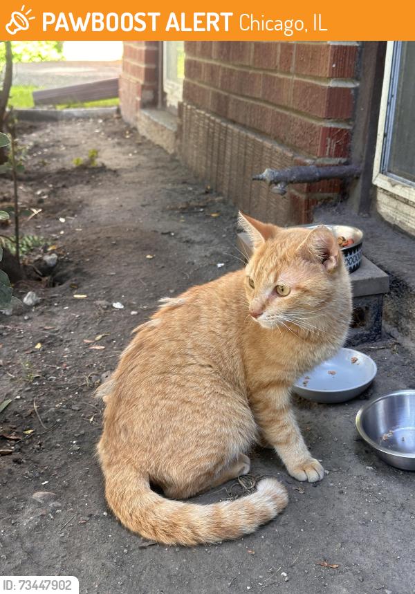 Found/Stray Unknown Cat last seen Devon and western, Chicago, IL 60645