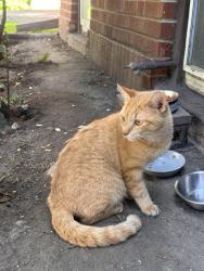 Found/Stray Unknown Cat last seen Devon and western, Chicago, IL 60645