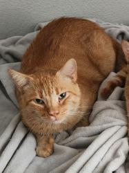 Lost Male Cat last seen Parton Ct. Moreno Valley, Moreno Valley, CA 92555