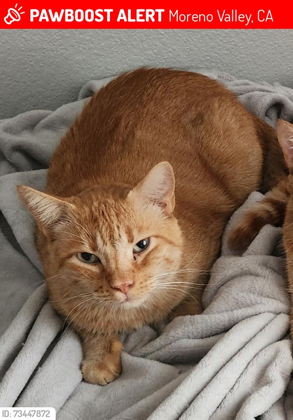 Lost Male Cat last seen Parton Ct. Moreno Valley, Moreno Valley, CA 92555