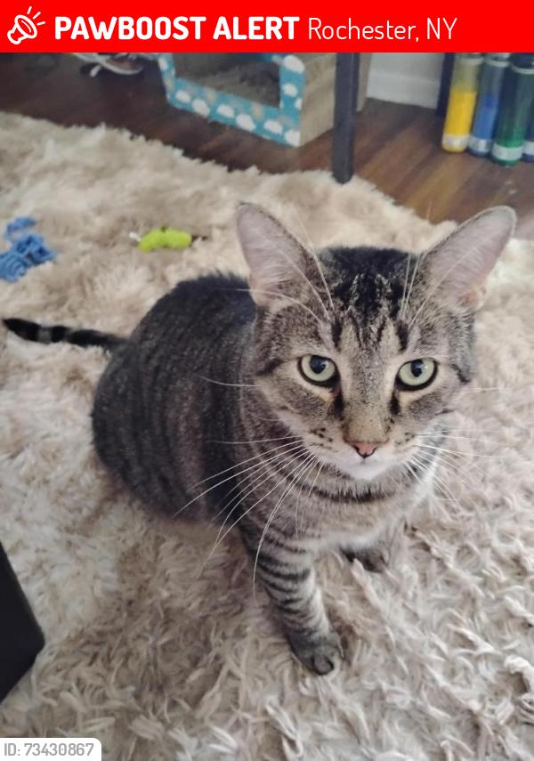 Lost Male Cat last seen Bay Street, Rocket Street, Bedford St, Pershing St, Salisbury St, Rochester, NY 14609