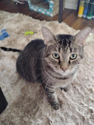 Lost Male Cat last seen Bay Street, Rocket Street, Bedford St, Pershing St, Salisbury St, Rochester, NY 14609