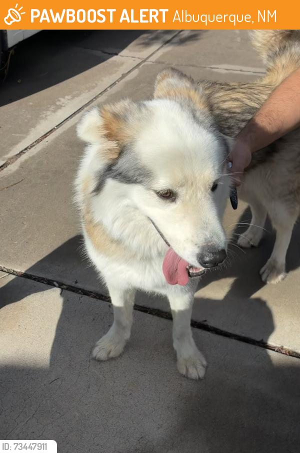 Found/Stray Unknown Dog last seen Palisades and Punta Alta, Albuquerque, NM 87105