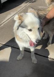 Found/Stray Unknown Dog last seen Palisades and Punta Alta, Albuquerque, NM 87105
