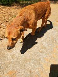 Reunited Male Dog last seen Muscadine valley, Gainesville, GA 30506