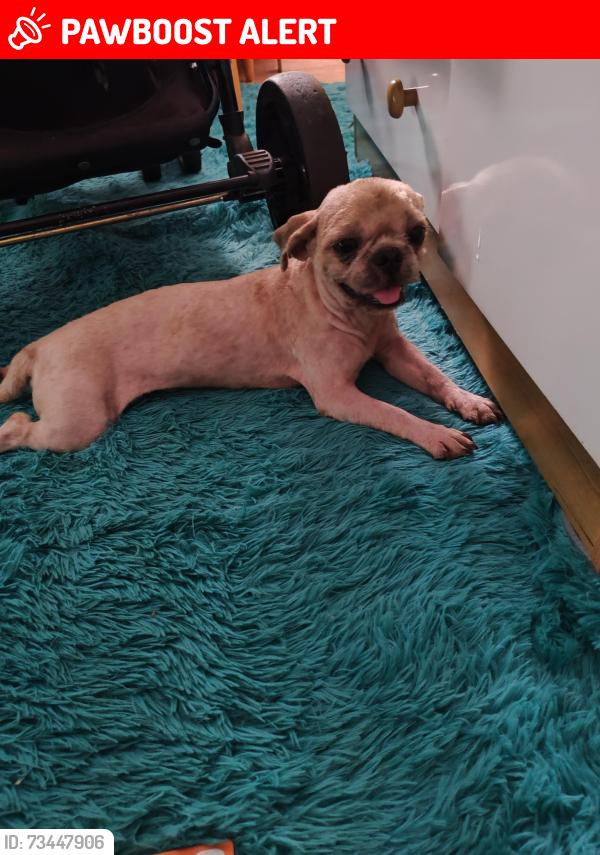 Lost Male Dog last seen Rua monte Horebe, Jardim Campos Verdes, PR 86188-768