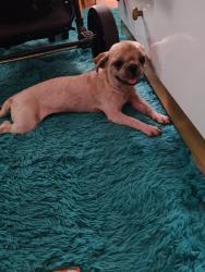 Lost Male Dog last seen Rua monte Horebe, Jardim Campos Verdes, PR 86188-768
