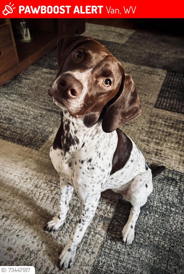 Lost Female Dog last seen Boone county, Van, WV 25206