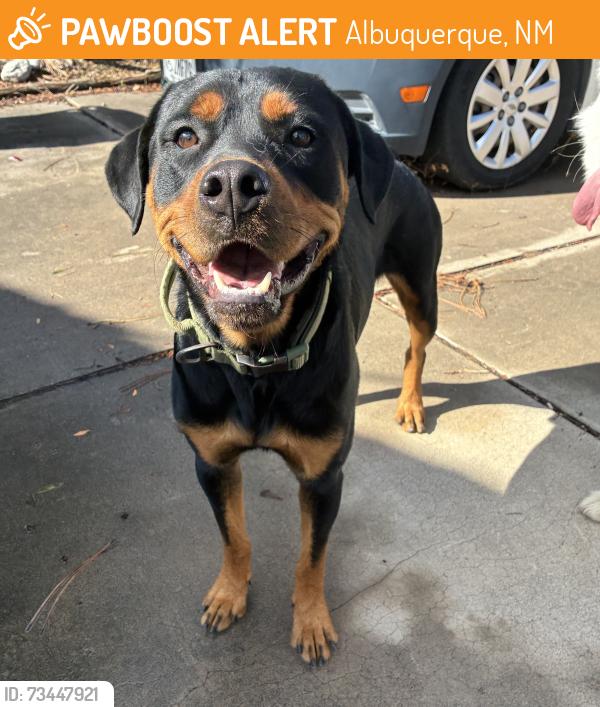 Found/Stray Unknown Dog last seen Palisades and Punta Alta, Albuquerque, NM 87105