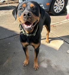 Found/Stray Unknown Dog last seen Palisades and Punta Alta, Albuquerque, NM 87105