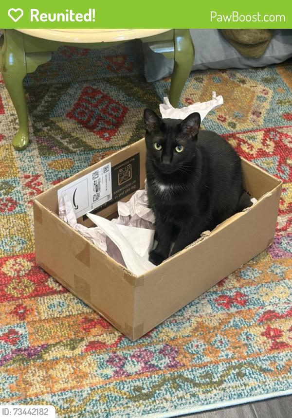 Reunited Male Cat last seen between 22nd and 23rd on moore st, Philadelphia, PA 19145