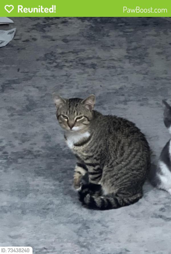 Reunited Male Cat last seen Hwy 64 and Koontz Rd., Lexington, NC 27295