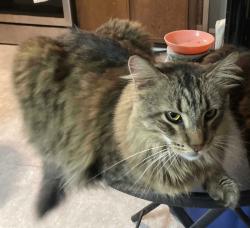 Reunited Male Cat last seen Near Longford Dr and Houbolt Rd, Joliet, IL 60431