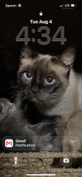 Lost Female Cat last seen Washington and Norwalk, Whittier, CA 90606