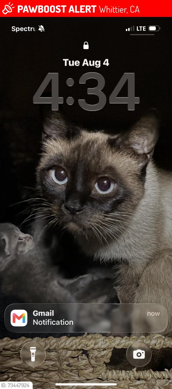Lost Female Cat last seen Washington and Norwalk, Whittier, CA 90606