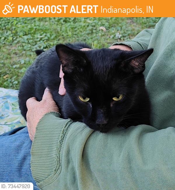 Found/Stray Male Cat last seen 30th and Cumberland Rd, Indianapolis, IN 46229