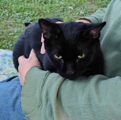 Found/Stray Male Cat last seen 30th and Cumberland Rd, Indianapolis, IN 46229