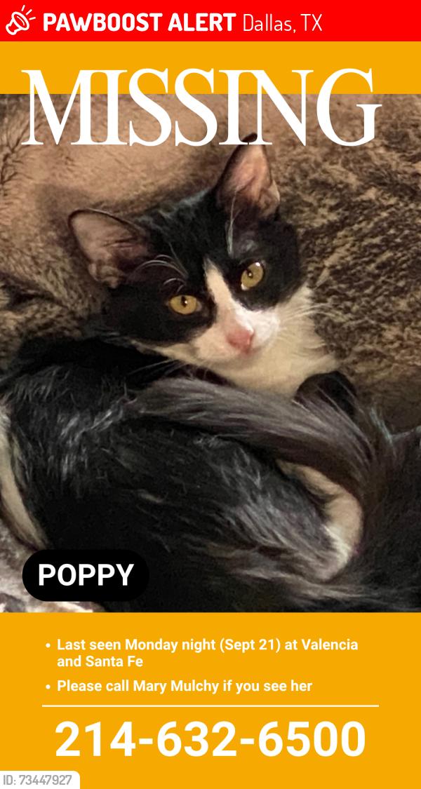 Lost Female Cat last seen Santa Fe and Valencia, Dallas, TX 75223