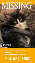 Lost Female Cat last seen Santa Fe and Valencia, Dallas, TX 75223