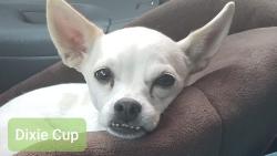 Lost Female Dog last seen East Palomar, Chula Vista, CA 91913