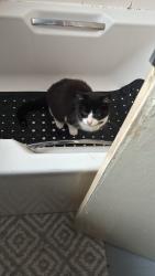 Lost Female Cat last seen fox street, Milnrow, England OL16 4DR