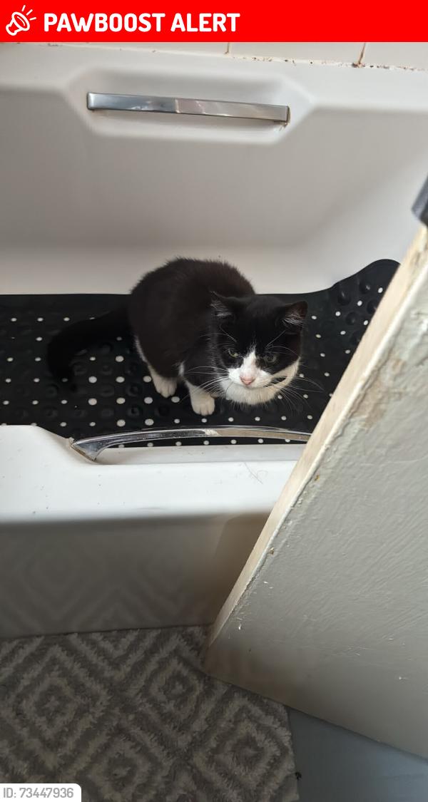 Lost Female Cat last seen fox street, Milnrow, England OL16 4DR