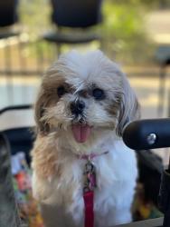 Lost Female Dog last seen Stine and McKee, Bakersfield, CA 93313