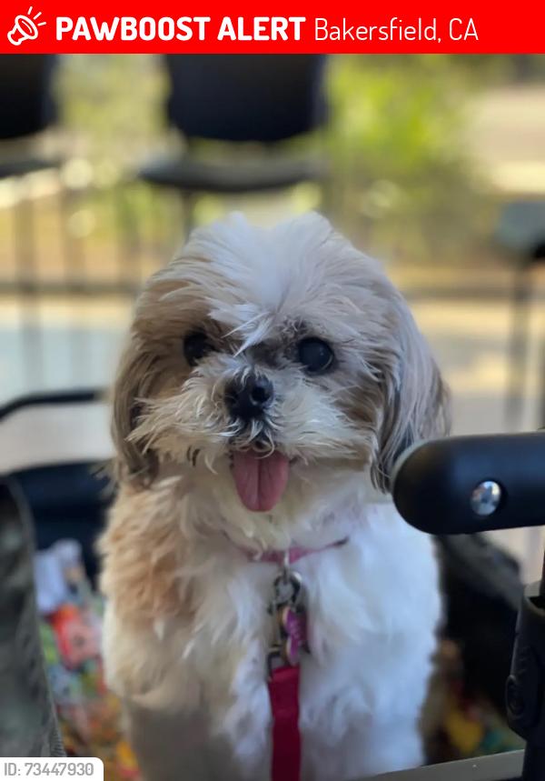 Lost Female Dog last seen Stine and McKee, Bakersfield, CA 93313