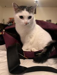 Lost Female Cat last seen Lincoln gap Rd/West Hill Rd, Warren, VT 05674