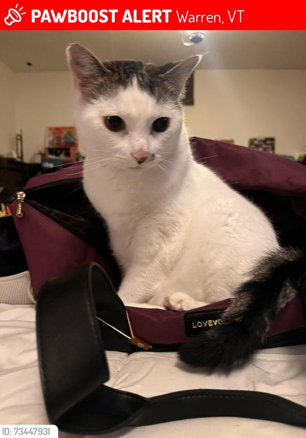 Lost Female Cat last seen Lincoln gap Rd/West Hill Rd, Warren, VT 05674