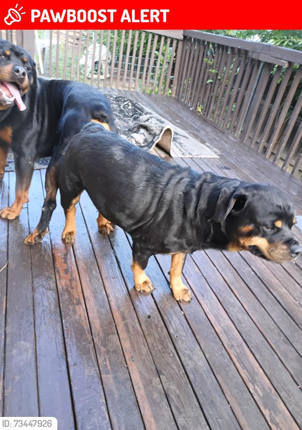 Lost Female Dog last seen bijou and spruce, Colorado Springs, CO 80905