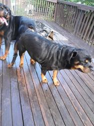 Lost Female Dog last seen bijou and spruce, Colorado Springs, CO 80905