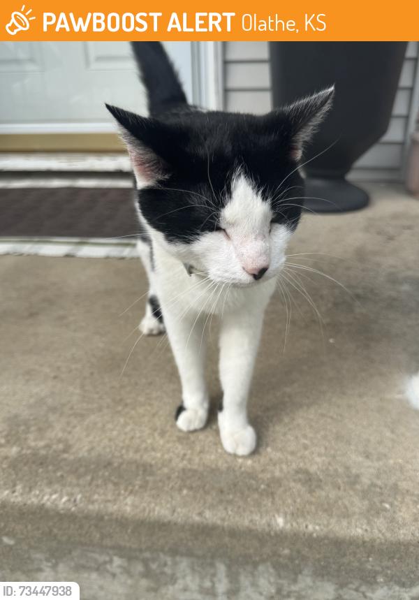 Found/Stray Unknown Cat last seen Cooper, Olathe, KS 66061