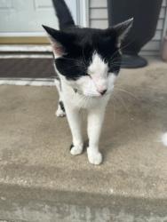 Found/Stray Unknown Cat last seen Cooper, Olathe, KS 66061
