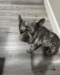 Lost Male Dog last seen Laguna and La paz, La Verida, Victorville, CA 92395