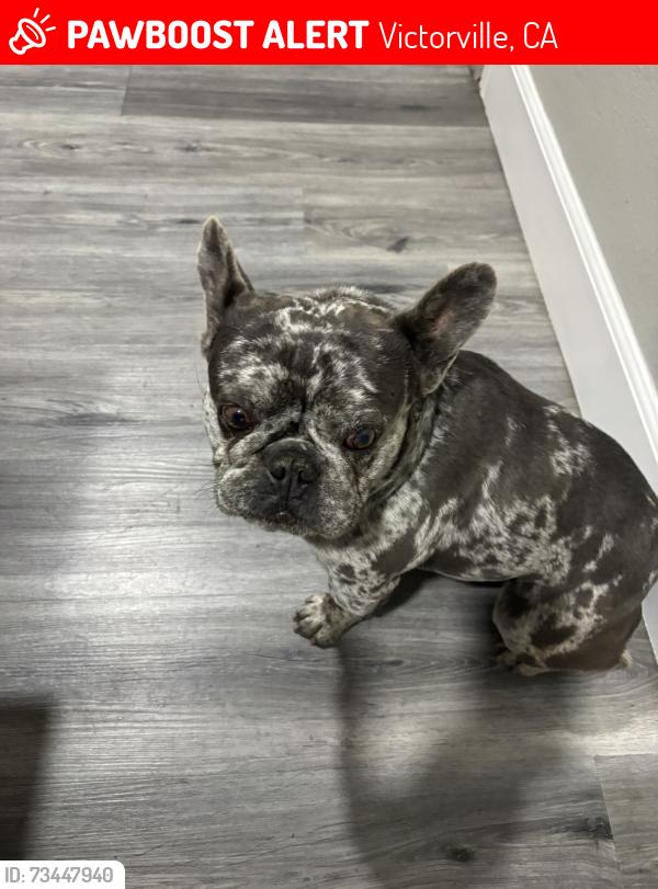 Lost Male Dog last seen Laguna and La paz, La Verida, Victorville, CA 92395
