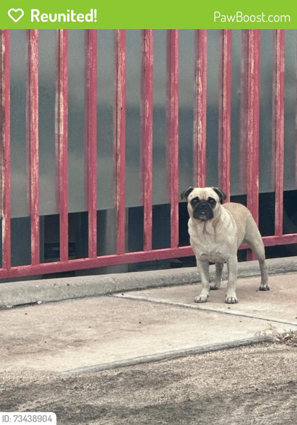 Reunited Unknown Dog last seen Robson & Broadway, Mesa, AZ 85210