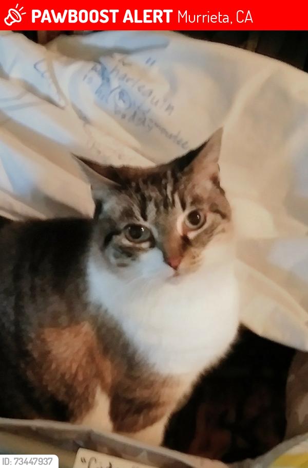Lost Female Cat last seen Via Espana & Athena Lane, Murrieta, CA 92562