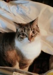 Lost Female Cat last seen Via Espana & Athena Lane, Murrieta, CA 92562