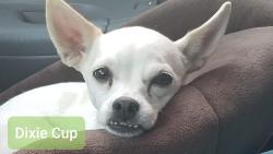 Reunited Female Dog last seen Montana st, Chula Vista, CA 91913