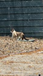 Found/Stray Unknown Cat last seen Alcott St and 111th Ct, Westminster, CO 80234