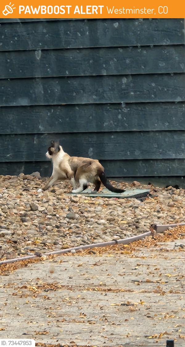 Found/Stray Unknown Cat last seen Alcott St and 111th Ct, Westminster, CO 80234
