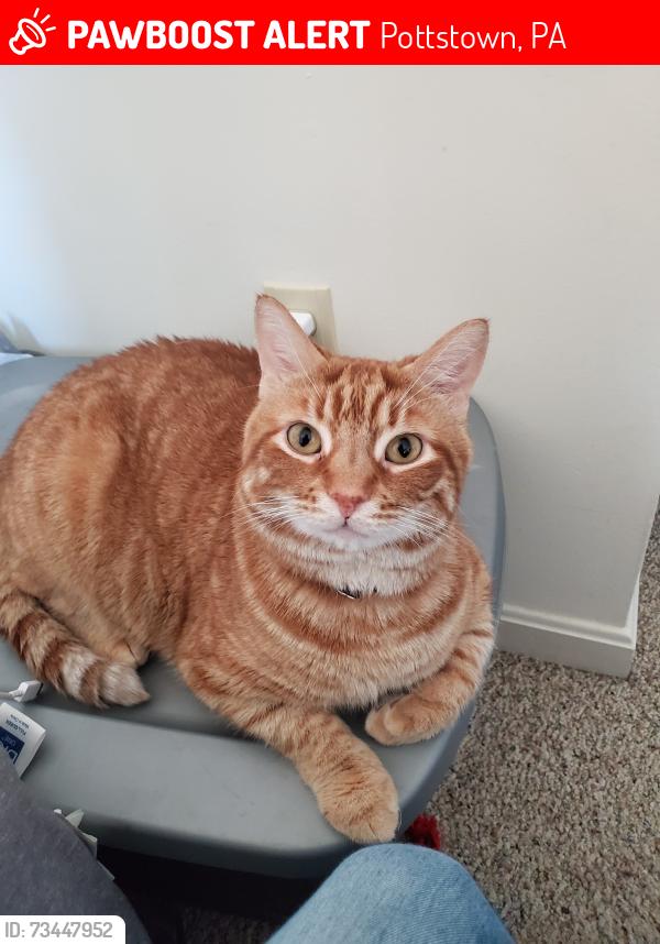 Lost Male Cat last seen Beech street in a housing development, Pottstown, PA 19464