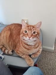 Lost Male Cat last seen Beech street in a housing development, Pottstown, PA 19464