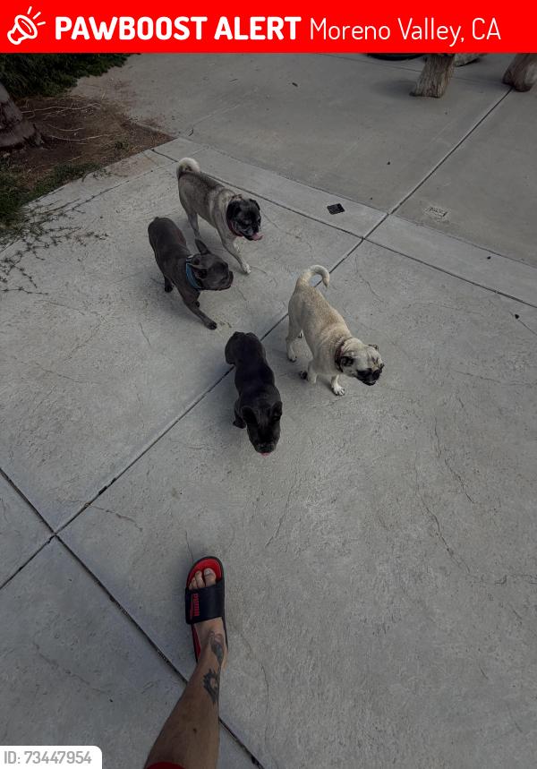 Lost Female Dog last seen Presidio, Moreno Valley, CA 92557