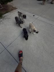 Lost Female Dog last seen Presidio, Moreno Valley, CA 92557