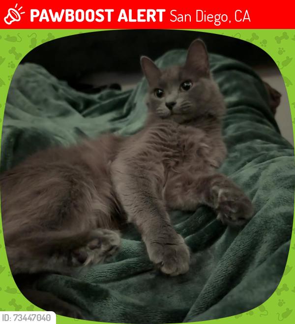 Lost Female Cat last seen Kearny villa lane, Donzee st, mesa college Dr, San Diego, CA 92123