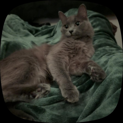 Lost Female Cat last seen Kearny villa lane, Donzee st, mesa college Dr, San Diego, CA 92123
