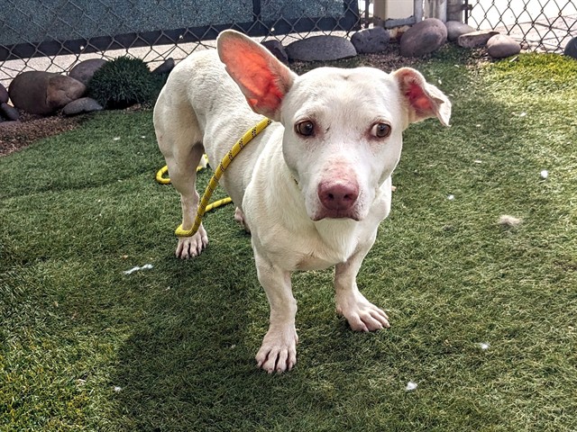 Shelter Stray Male Dog last seen 61ST AVE AND AUGUSTA AVE, 2500 S 27th Ave, Phoenix, AZ 85009, USA